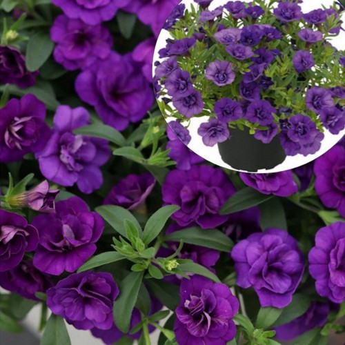 Calibrachoa POCKET 'Double Lilac' - Puispetuunia POCKET 'Double Lilac' 